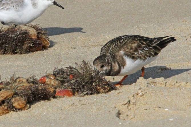 A cooperative world - Dunlin (Calidris alpina), Sanderling (Calidris alba), Ruddy Turnstone (Arenaria interpres), Chincoteague National Wildlife Refuge, Chincoteague, Virginia by Judy Gallagher is licensed under CC BY 2.0.